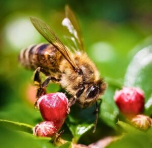 Le concept du chant des abeilles